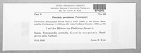 Puccinia recondita image